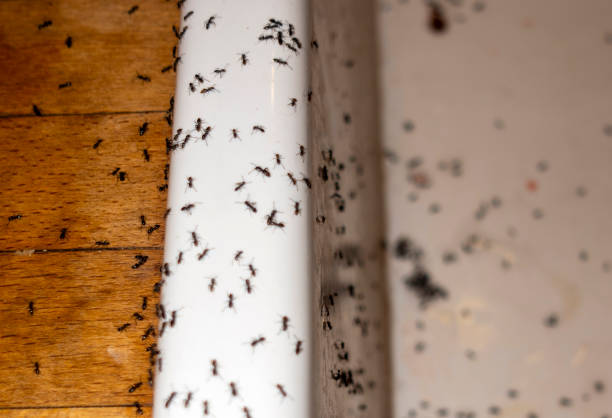 Best Ant Control Services  in New Johnsonville, TN